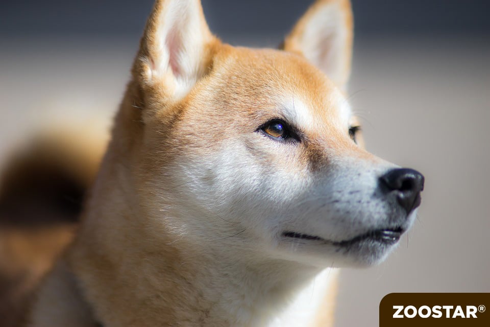 Shiba Inu : Présentation d’un trésor national